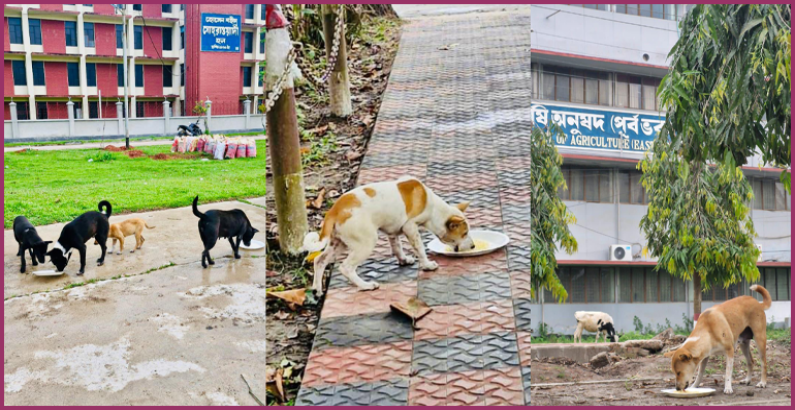 ঈদের ছুটিতে বন্ধ ক্যাম্পাসে অভুক্ত প্রাণীদের পাশে বাকৃবি ছাত্রদল