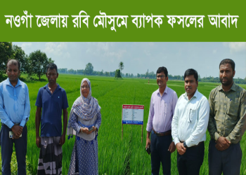 নওগাঁ জেলায় রবি মৌসুমে ব্যাপক ফসলের আবাদ